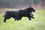 Groenendael Puppies