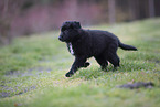 Groenendael Puppy