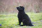 Groenendael Puppy