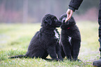 Groenendael Puppies