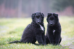 Groenendael Puppies