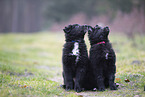 Groenendael Puppies