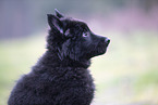 Groenendael Puppy