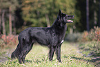 Groenendael