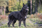 Groenendael