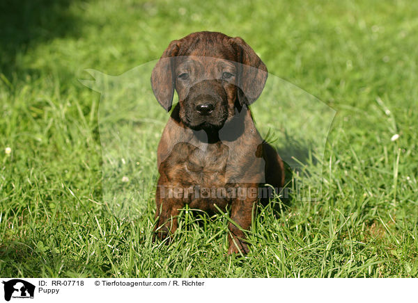 Hannoverscher Schweihund Welpe / Puppy / RR-07718