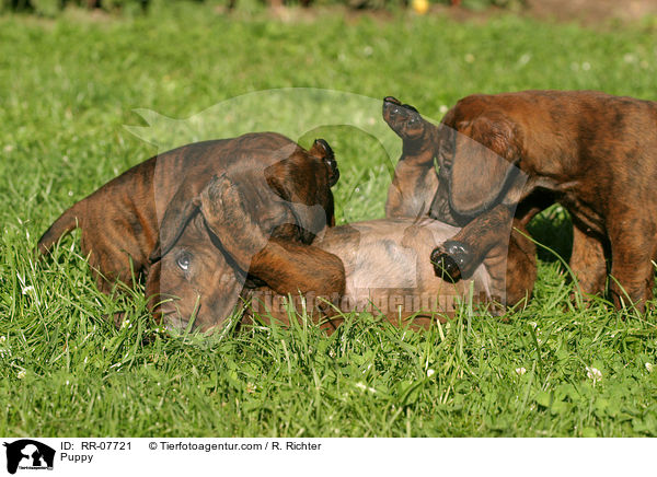 Hannoverscher Schweihund Welpe / Puppy / RR-07721