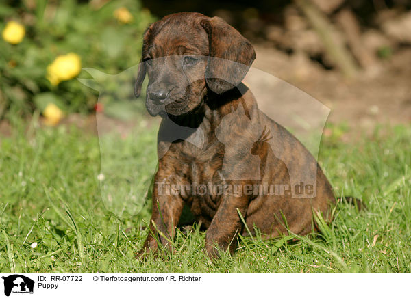 Hannoverscher Schweihund Welpe / Puppy / RR-07722