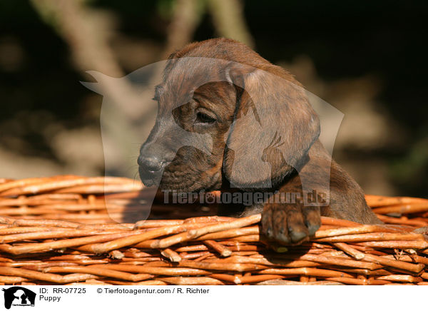 Hannoverscher Schweihund Welpe / Puppy / RR-07725