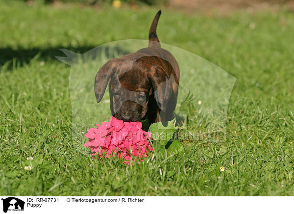 Hannoverscher Schweihund Welpe / Puppy / RR-07731