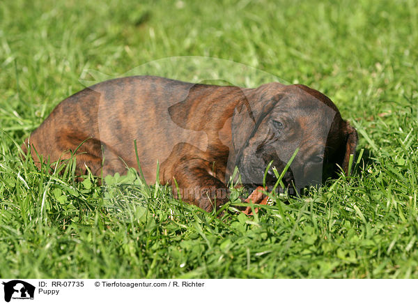 Hannoverscher Schweihund Welpe / Puppy / RR-07735
