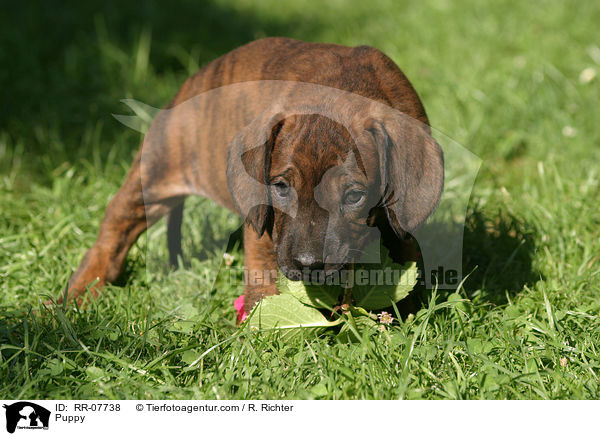 Hannoverscher Schweihund Welpe / Puppy / RR-07738