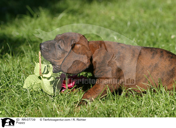 Hannoverscher Schweihund Welpe / Puppy / RR-07739