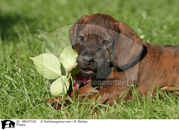Hannoverscher Schweihund Welpe / Puppy / RR-07740