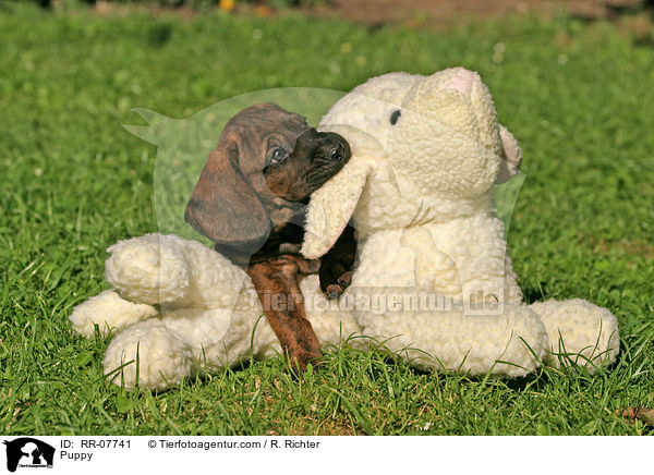 Hannoverscher Schweihund Welpe / Puppy / RR-07741