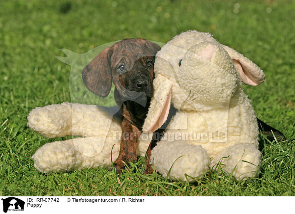 Hannoverscher Schweihund Welpe / Puppy / RR-07742