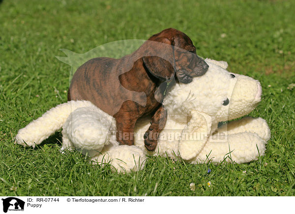 Hannoverscher Schweihund Welpe / Puppy / RR-07744
