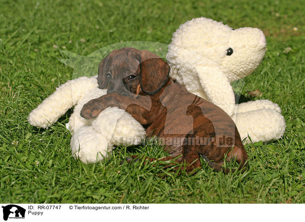 Hannoverscher Schweihund Welpe / Puppy / RR-07747