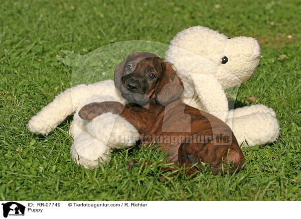 Hannoverscher Schweihund Welpe / Puppy / RR-07749