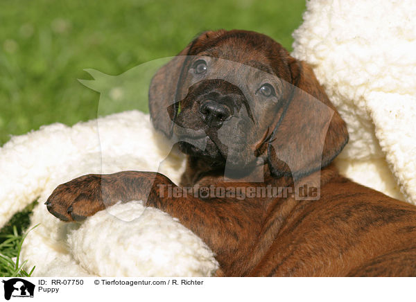 Hannoverscher Schwei�hund Welpe / Puppy / RR-07750