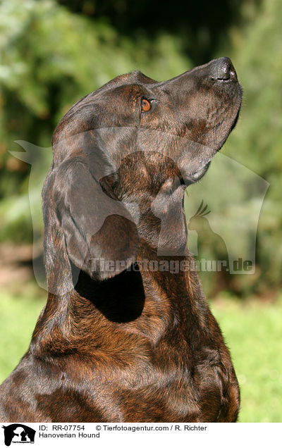 Hannoverscher Schweihund / Hanoverian Hound / RR-07754