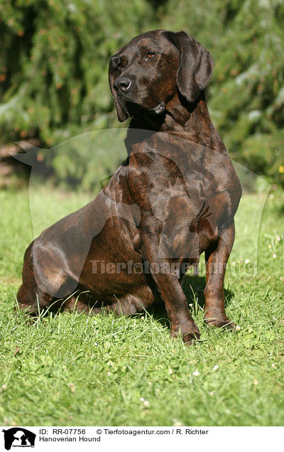 Hanoverian Hound / RR-07756