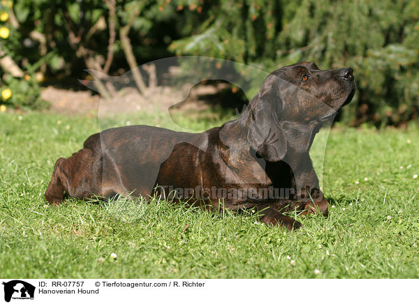 Hannoverscher Schweihund / Hanoverian Hound / RR-07757