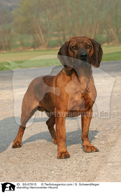 standing Hannoverian Hound / SS-07815