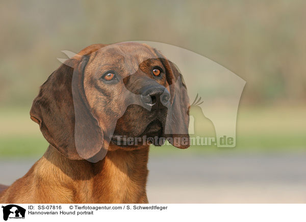 Hannoverscher Schweihund Portrait / Hannoverian Hound portrait / SS-07816