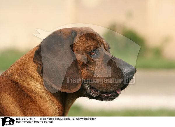 Hannoverscher Schweihund Portrait / Hannoverian Hound portrait / SS-07817