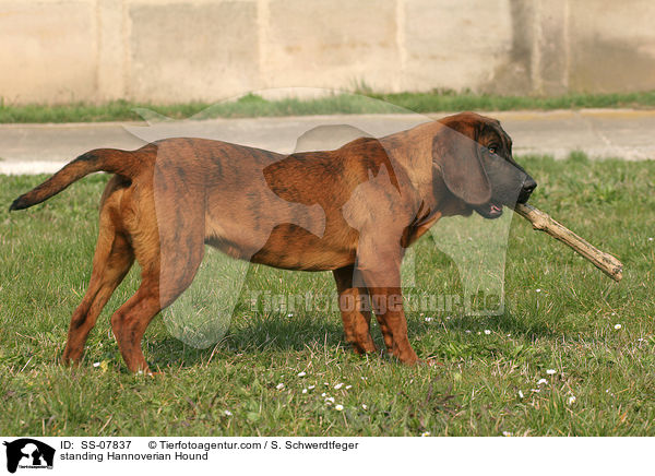 standing Hannoverian Hound / SS-07837