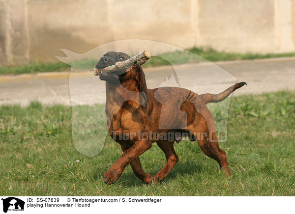 spielender Hannoverscher Schweihund / playing Hannoverian Hound / SS-07839