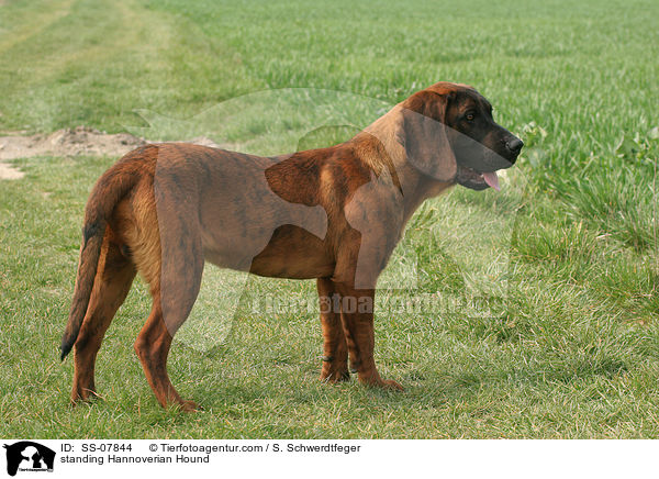 standing Hannoverian Hound / SS-07844