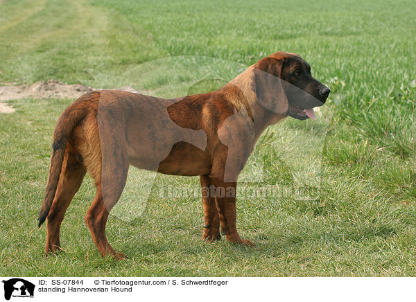 stehender Hannoverscher Schweihund / standing Hannoverian Hound / SS-07844