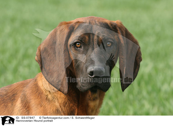 Hannoverscher Schweihund Portrait / Hannoverian Hound portrait / SS-07847