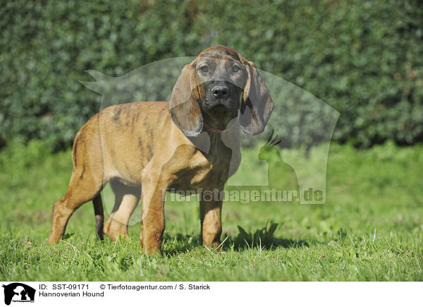 Hannoverscher Schweihund / Hannoverian Hound / SST-09171