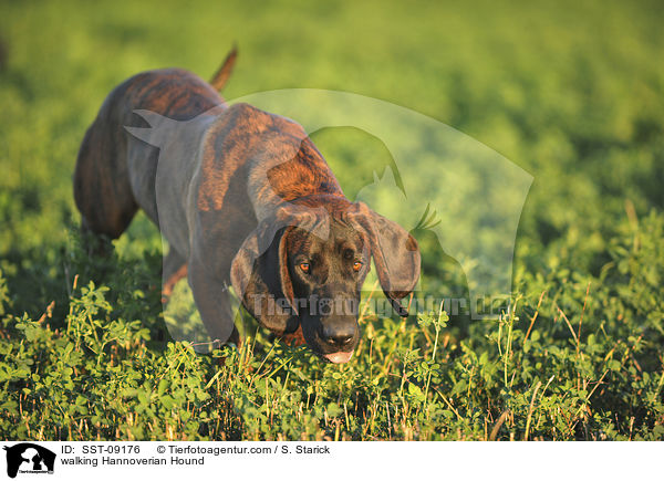 laufender Hannoverscher Schweihund / walking Hannoverian Hound / SST-09176