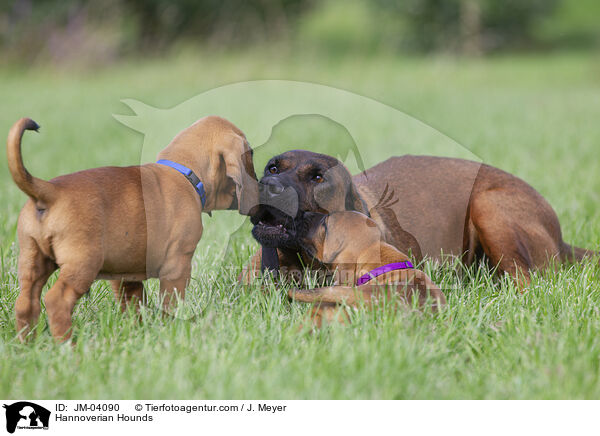 Hannoversche Schweihunde / Hannoverian Hounds / JM-04090