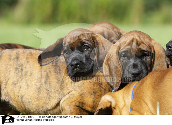Hannoversche Schweihund Welpen / Hannoverian Hound Puppies / JM-04099