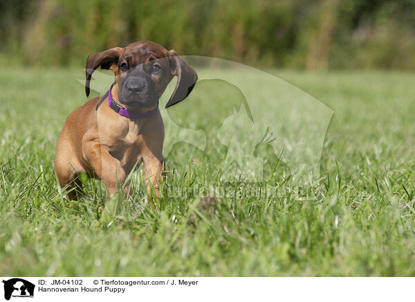 Hannoverian Hound Puppy / JM-04102