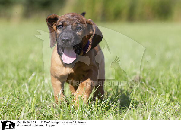 Hannoverian Hound Puppy / JM-04103