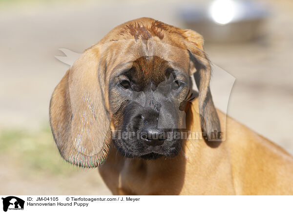 Hannoverian Hound Puppy / JM-04105