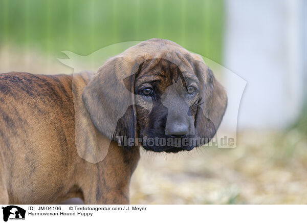 Hannoverian Hound Puppy / JM-04106