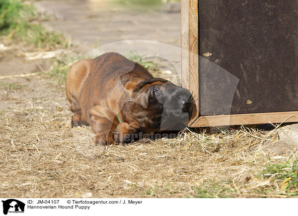Hannoverian Hound Puppy / JM-04107