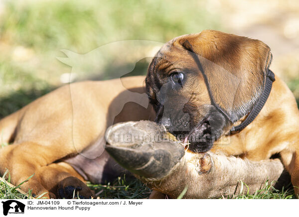 Hannoverian Hound Puppy / JM-04109