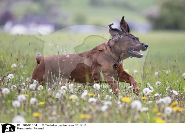 Hanoverian Hound / BK-01054