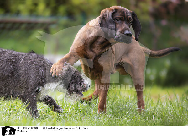 2 Hunde / 2 dogs / BK-01068