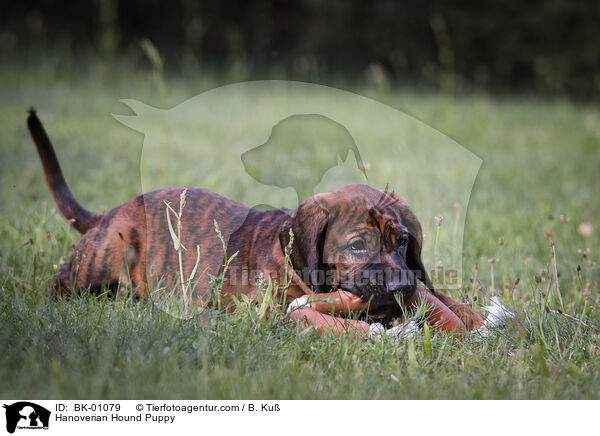 Hanoverian Hound Puppy / BK-01079