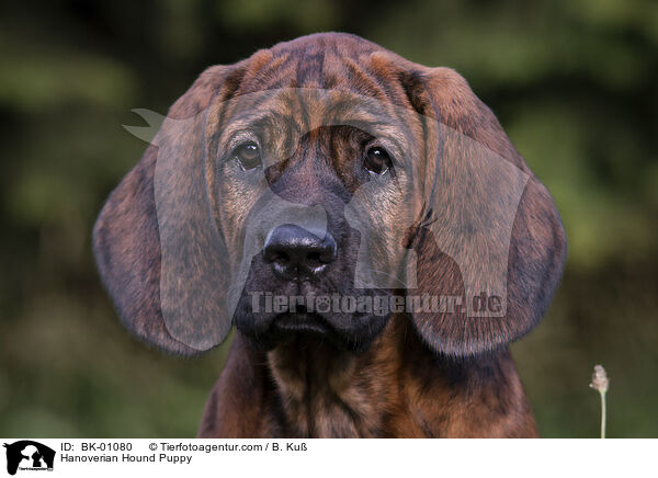 Hanoverian Hound Puppy / BK-01080