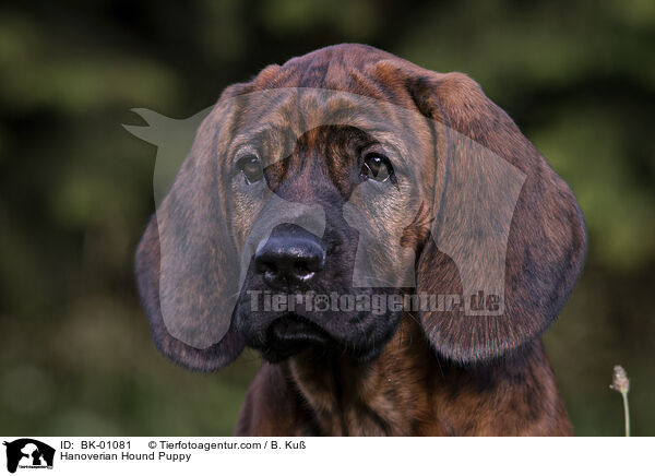 Hanoverian Hound Puppy / BK-01081
